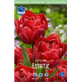 Тюльпан Эстатик 