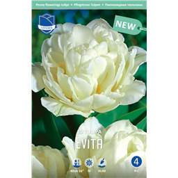 Тюльпан Эвита