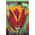 Тюльпан Фабио