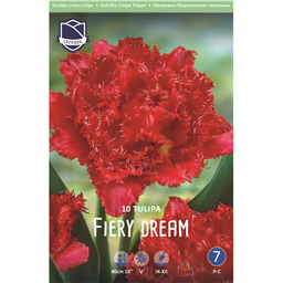 Тюльпан Файри Дрим 