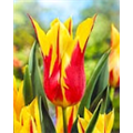 Тюльпан Фейерверк