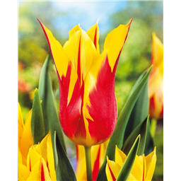 Тюльпан Фейерверк