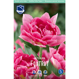 Тюльпан Фокстрот
