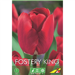 Тюльпан Фостери Кинг(упаковка мини)