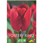 Тюльпан Фостери Кинг(упаковка мини)