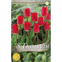  Тюльпан Фостери Кинг