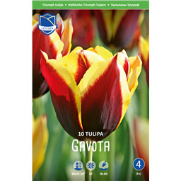 Тюльпан Гавота