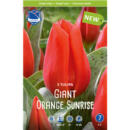 Тюльпан Гиант Оранж Сан 