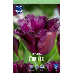 Тюльпан Горилла