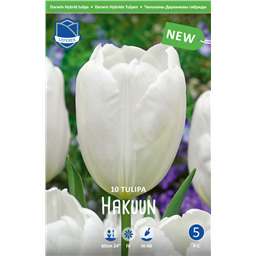 Тюльпан Хакун