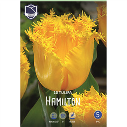 Тюльпан Хамильтон