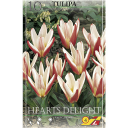 Тюльпан Хартс Делайт