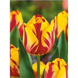 Тюльпан Хелмар