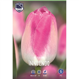 Тюльпан Иннуэндо
