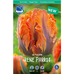 Тюльпан Ирен Пэррот