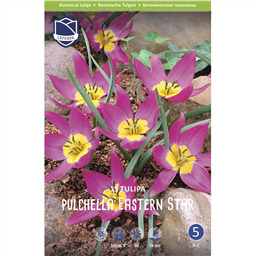 Тюльпан Истерн Стар