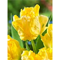 Тюльпан Йеллоу Мадонна