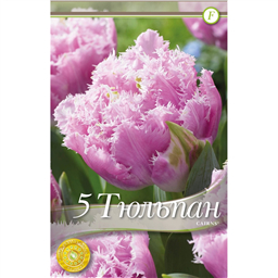 Тюльпан Кайнс