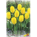 Тюльпан Кандела(упаковка мини)