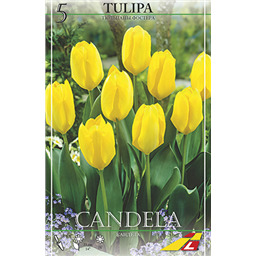 Тюльпан Кандела(упаковка мини)
