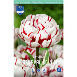 Тюльпан Карнавал де Найс