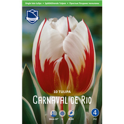 Тюльпан Карнавал де Рио