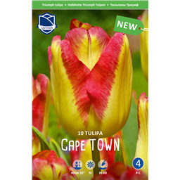 Тюльпан Кейп Таун