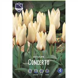 Тюльпан Концерто