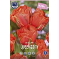 Тюльпан Куинсдей