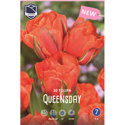 Тюльпан Куинсдей