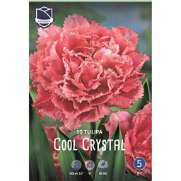 Тюльпан Кул Кристал 