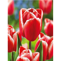 Тюльпан Кунг Фу