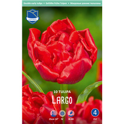 Тюльпан Ларго