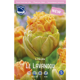 Тюльпан Ле Лаванду