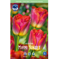 Тюльпан Майями Сансет