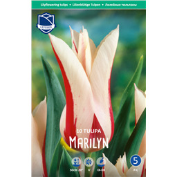 Тюльпан Мерилин