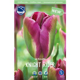 Тюльпан Найт Райдер