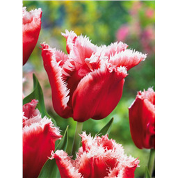 Тюльпан Нью Санта