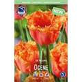 Тюльпан Оген