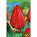 Тюльпан Оксфорд(упаковка мини)