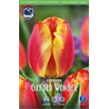 Тюльпан Оксфорд Вондер