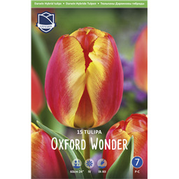 Тюльпан Оксфорд Вондер