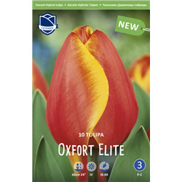 Тюльпан Оксфордс Элит