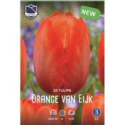 Тюльпан Оранж Ван Эйк