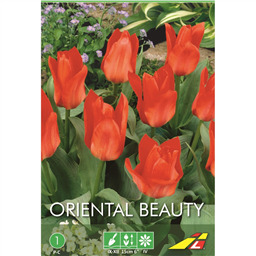 Тюльпан Ориентал Бьюти(упаковка мини)
