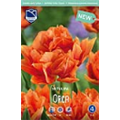 Тюльпан Орка