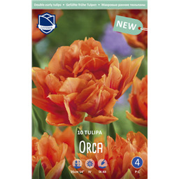 Тюльпан Орка