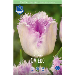 Тюльпан Овиедо