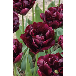 Тюльпан Пальмира