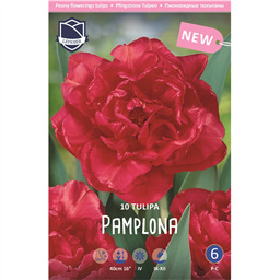 Тюльпан Памплона